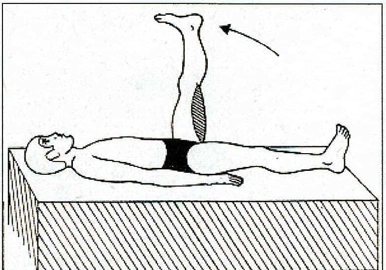 Schwimmlexikon-Sitzbeinunterschenkelmuskel 2