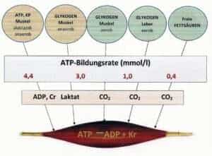 Schwimmlexikon-ATP Bildungsrate 1