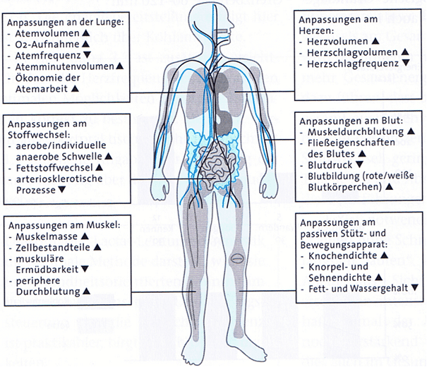 Schwimmlexikon-Anpassung Ausdauertraining