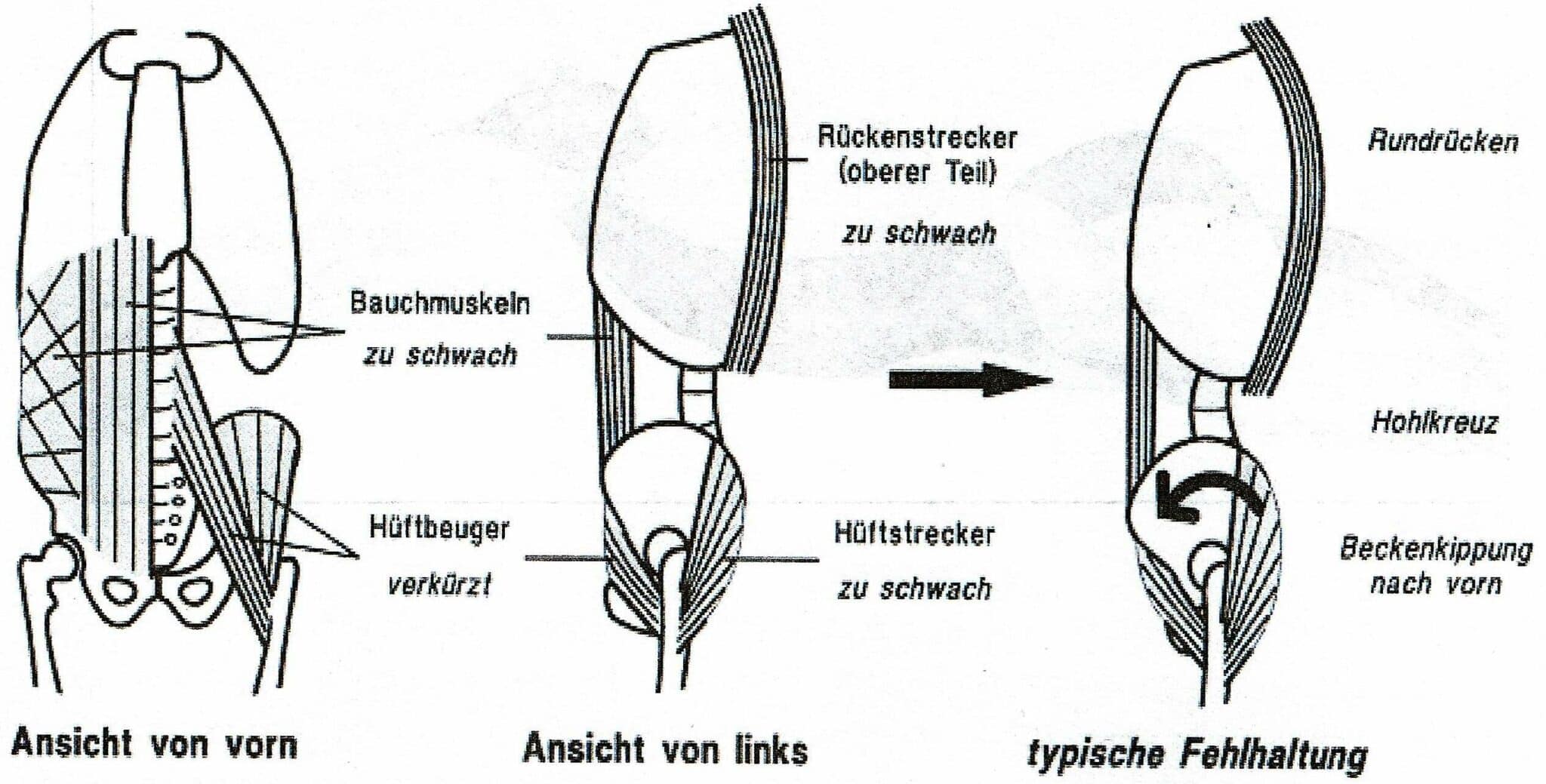 Becken (Anatomie) | SCHWIMMLEXIKON | Das Lexikon des Schwimmsports