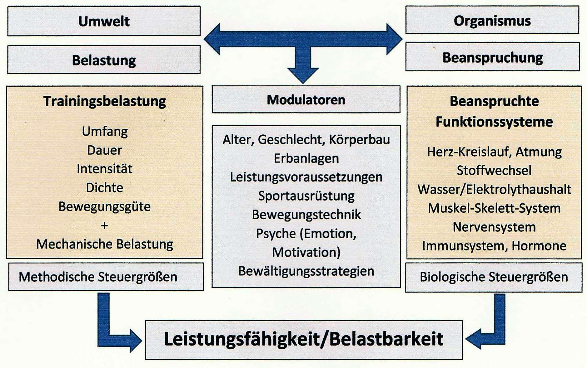 BelastungsBeanspruchungsInteraktion SCHWIMMLEXIKON Das Lexikon des Schwimmsports