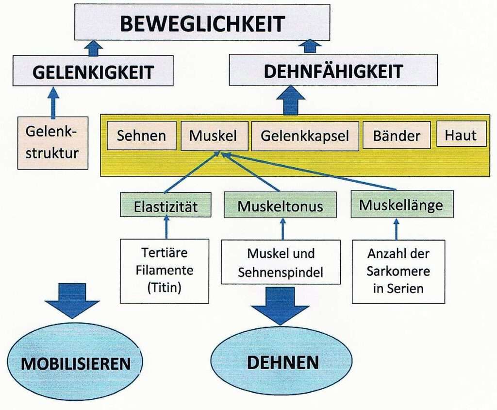 Schwimmlexikon-Beweglichkeit