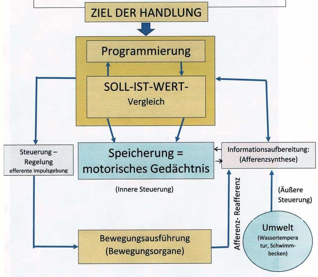 Schwimmlexikon-Bewegungskoordination