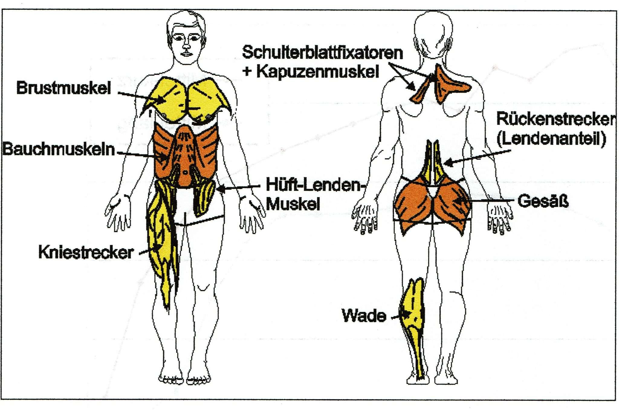 muskuläre dysbalance bilder