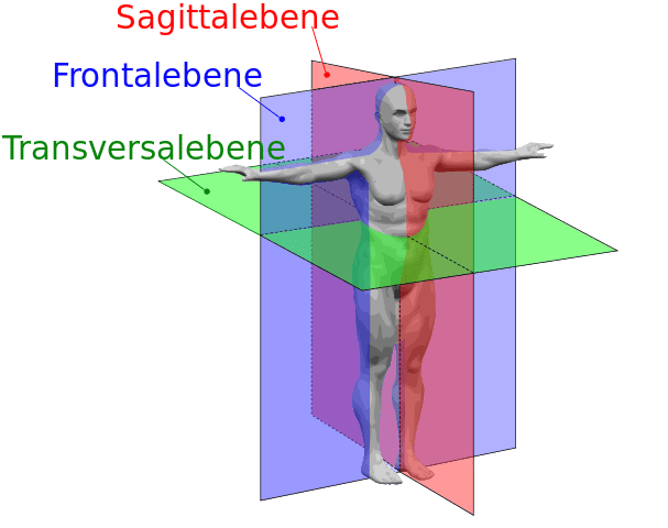 Schwimmlexikon-Körperebenen