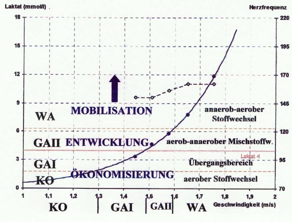 Schwimmlexikon-Laktat Leistungskurve