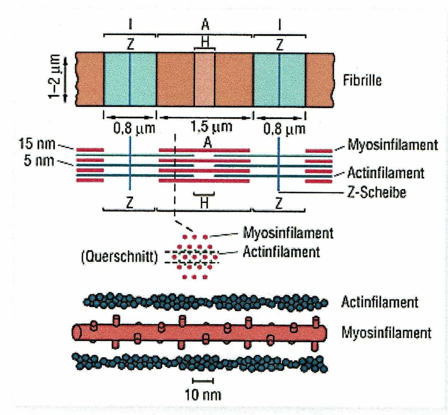 Myofibrillen | SCHWIMMLEXIKON | Das Lexikon des Schwimmsports