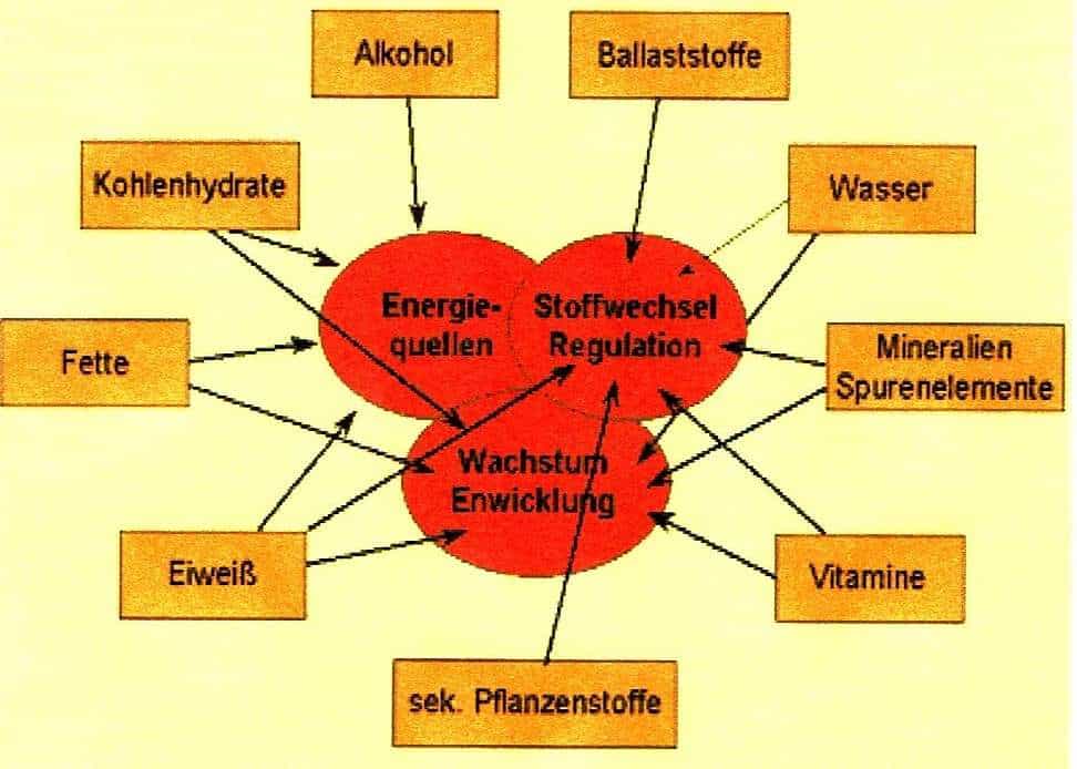 Schwimmlexikon-Nährstoffe