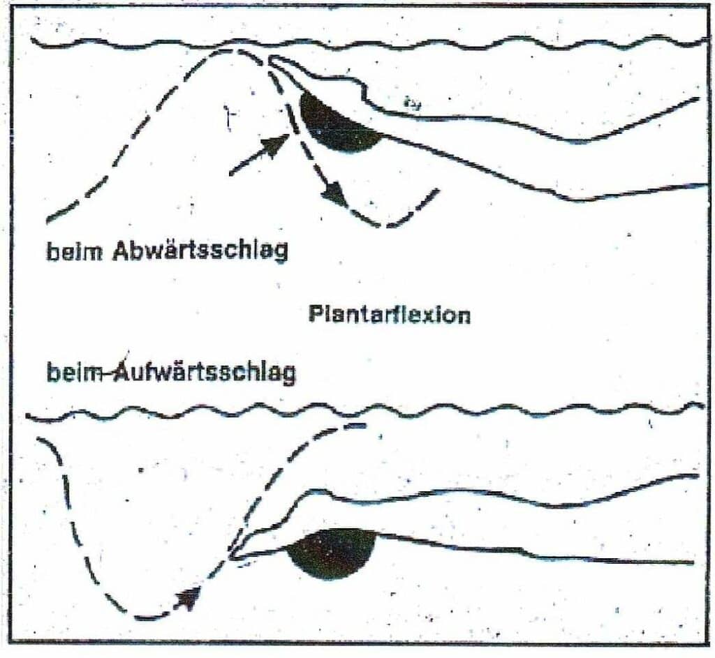 Schwimmlexikon-Plantarflexion