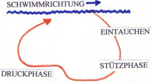 Schwimmlexikon-Raumbahn Kraul Arme