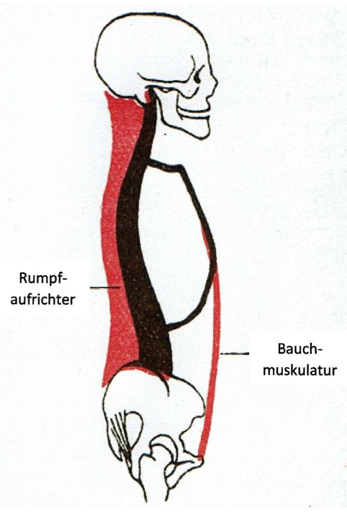 Schwimmlexikon-Rückenmuskulatur 2