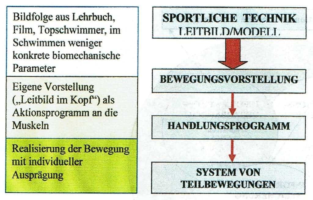 Schwimmlexikon-Technik sportliche