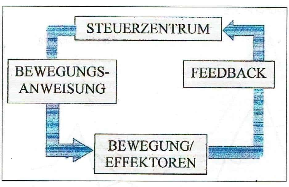 Schwimmlexikon-closed loop modell