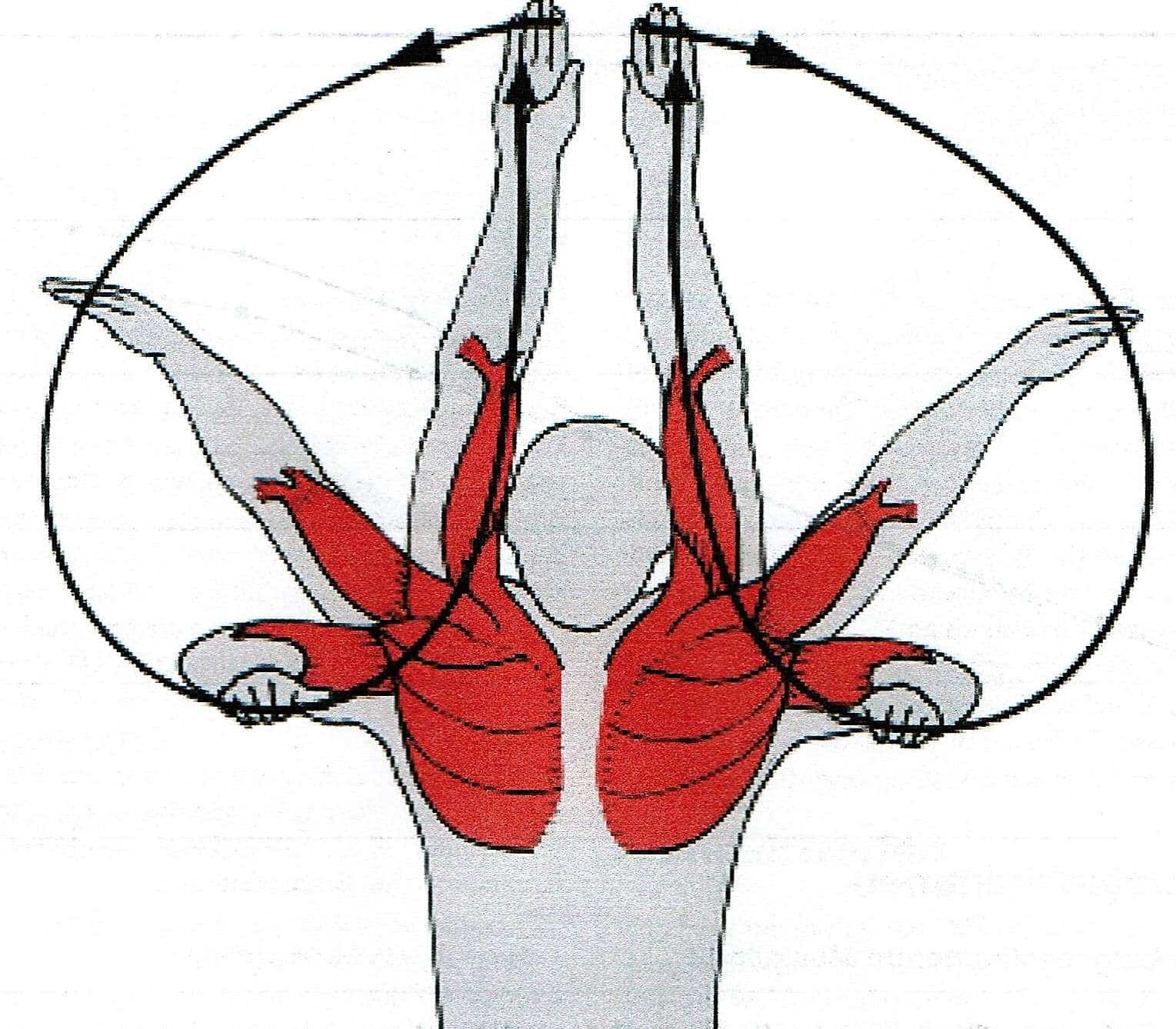 Einzelbewegung | SCHWIMMLEXIKON | Das Lexikon Des Schwimmsports