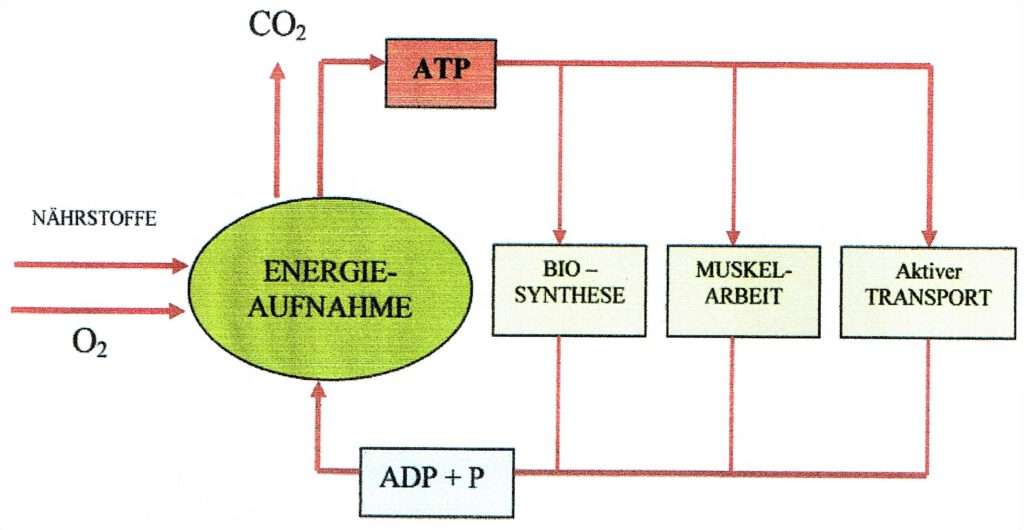 Abb.: Energiestrom (nach Gauer & Kramer, 1971)