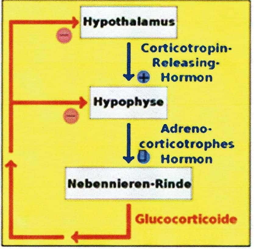 Schwimmlexikon-Hormone