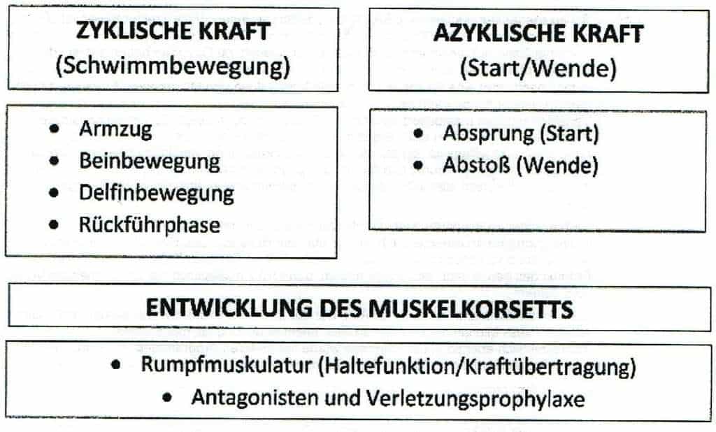 Schwimmlexikon-Kraftformen des Schwimmtrainings