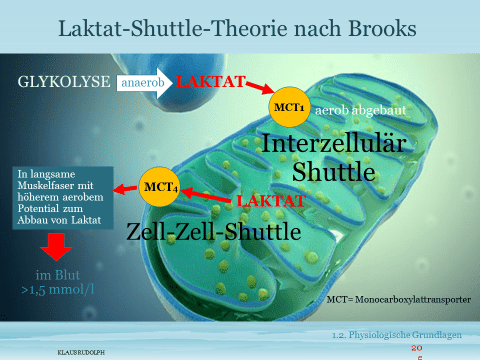 Schwimmlexikon-Laktat Shuttle Modell