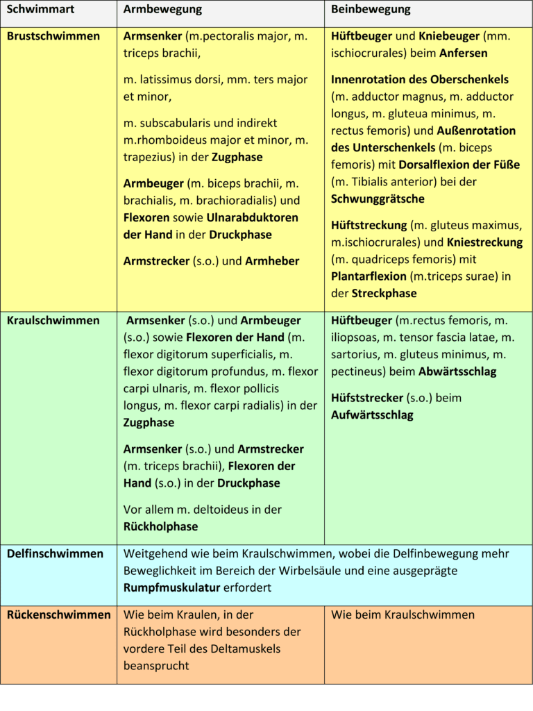 Schwimmlexikon-Muskulatur leistungsbestimmende 1