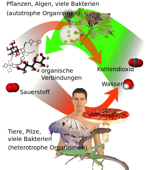 Schwimmlexikon-Photosynthese