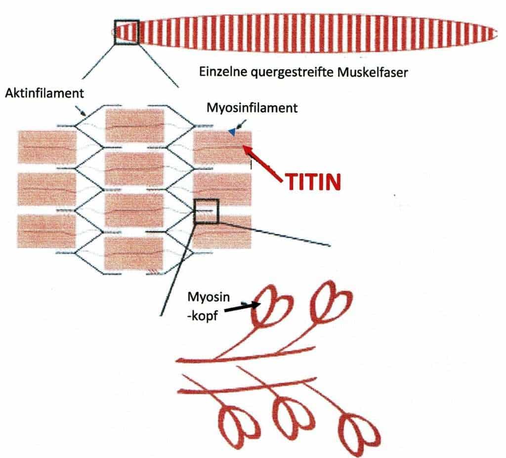 Schwimmlexikon-Titinfilament