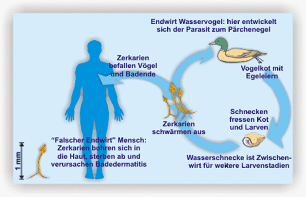 Unsere Tochter hat nach dem Training öfter gerötete Haut. Ist eine besondere Hautpflege bei mehrmaligem Aufenthalt in Schwimmbädern sinnvoll? 1 Schwimmlexikon-E.08 Hautpflege